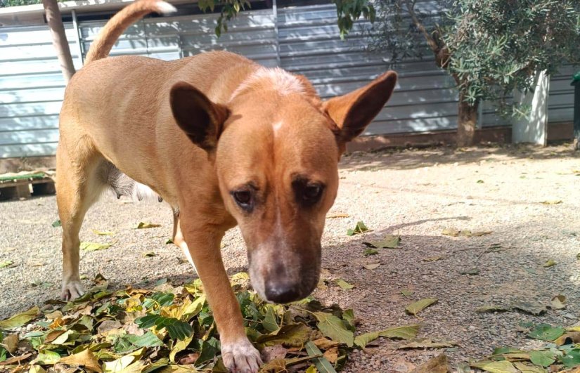 adopta-barrika-asociacion-xdana