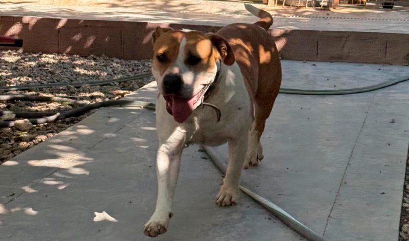 adopta-ingland-asociacion-xdana