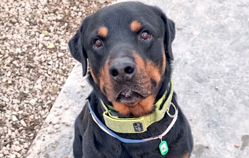 adopta-mulato-asociacion-xdana