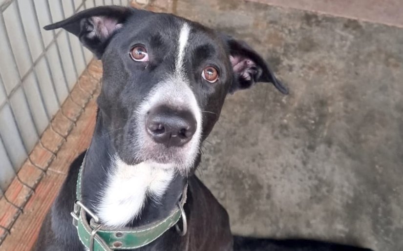 adopta-oreo-asociacion-xdana