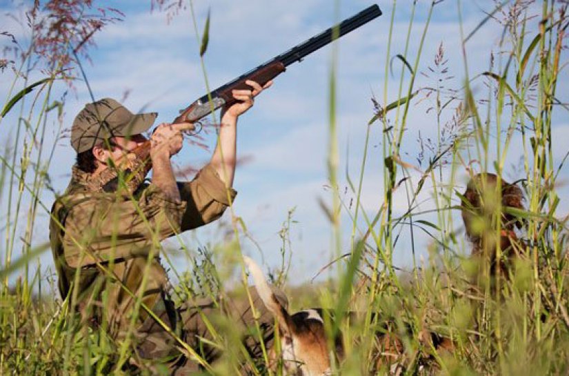 armas deporte caza menor con escopeta y perros