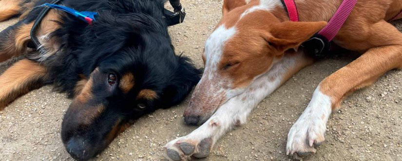 calendario-asociacion-xdana