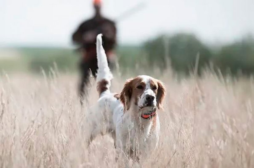 Collar para perro de caza.jpg
