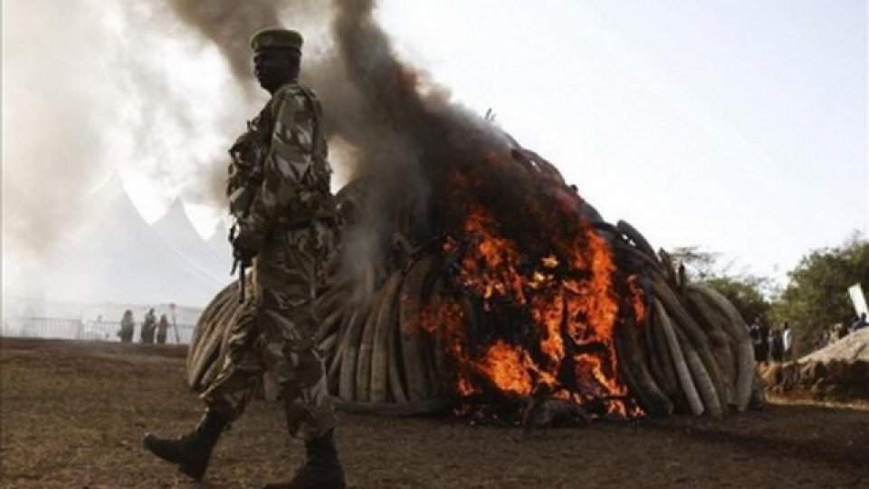 imagen de Kenia quema 15 toneladas de marfil para mostrar su determinación para erradicar el   furtivismo