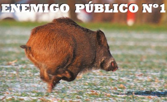 Periódico Armas.es Edición Impresa. Número 56. Octubre - Noviembre 2014