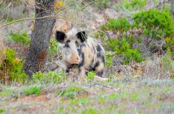 imagen de Andalucía crea un área de emergencia cinegética para evitar que cerdos asilvestrados dañen las poblaciones de jabalí