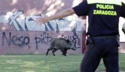imagen de Nueva irrupción de un jabalí en un parque, esta vez en Zaragoza