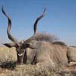 imagen de Safari en Sudáfrica: Una experiencia inolvidable