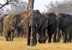 imagen de Los elefantes vuelven a Angola