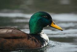 Pato caza.jpg