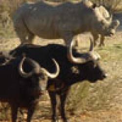 imagen de Safari por África: ¿qué debo saber antes de emprender mi aventura?