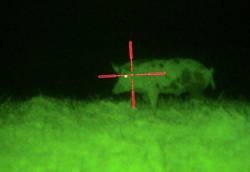 Visor nocturno de caza apuntando a un jabalí