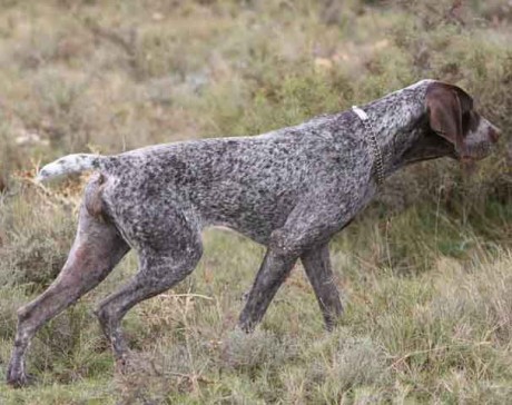 Hoy he acudido al veterinario para que les cortara el rabo a una camada de Perdiguero de Burgos recién 00