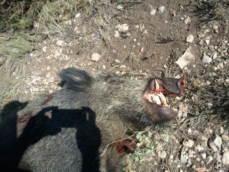 Hola chicos, acabo de adquirir mi nuevo Browning Long Track Hunter en calibre 9,3x62 y estoy pensando 40