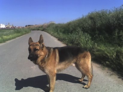 Creo que el enunciado lo deja bastante claro, ¿como alimentais a vuestra mascota/compañero/a canino?.

Salud 21