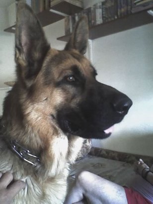 Creo que el enunciado lo deja bastante claro, ¿como alimentais a vuestra mascota/compañero/a canino?.

Salud 20