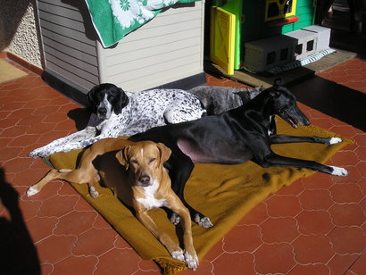 Creo que el enunciado lo deja bastante claro, ¿como alimentais a vuestra mascota/compañero/a canino?.

Salud 71