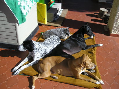 Creo que el enunciado lo deja bastante claro, ¿como alimentais a vuestra mascota/compañero/a canino?.

Salud 70