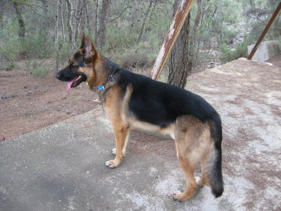 Creo que el enunciado lo deja bastante claro, ¿como alimentais a vuestra mascota/compañero/a canino?.

Salud 130