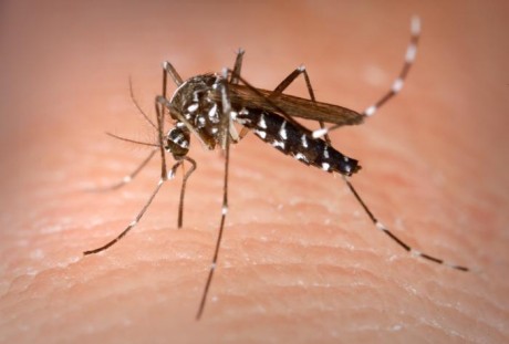 "El fabricante de productos insecticidas Cruz Verde ha anunciado esta mañana, a través de un comunicado, 30