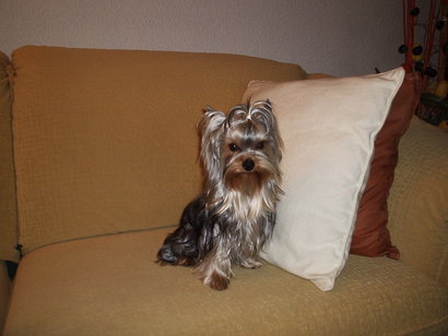 Creo que el enunciado lo deja bastante claro, ¿como alimentais a vuestra mascota/compañero/a canino?.

Salud 150