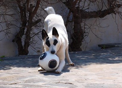 Creo que el enunciado lo deja bastante claro, ¿como alimentais a vuestra mascota/compañero/a canino?.

Salud 10