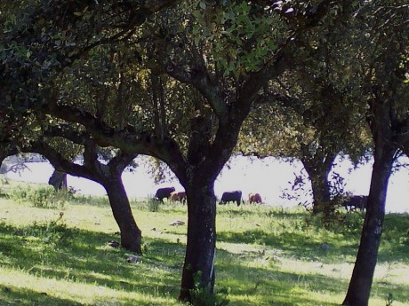 Cazo en un coto en la serrania conquense que linda con una finca privada alquilada a un ganadero de ganado 40