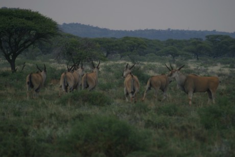 Comienzo este nuevo hilo para todos los que como yo estan bajo en "mono" de volver a Africa, 160