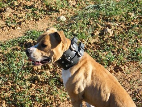 Acabo de leer en El Diario Montañes que se va a autorizar la caza del jabali a caballo en Castilla, en 30
