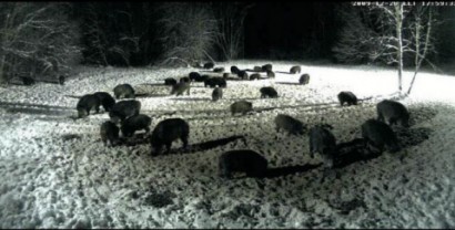 Ya tenemos otra vez la webcam en directo desde  Estonia :
 http://www.looduskalender.ee/en/node/6113 40