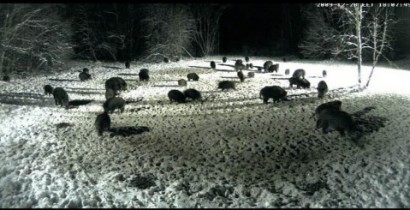 Ya tenemos otra vez la webcam en directo desde  Estonia :
 http://www.looduskalender.ee/en/node/6113 01