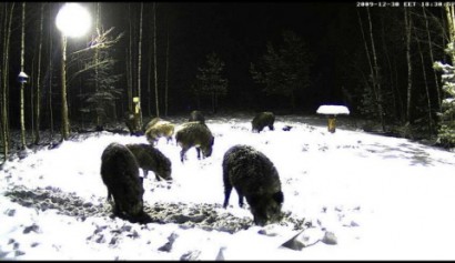 Ya tenemos otra vez la webcam en directo desde  Estonia :
 http://www.looduskalender.ee/en/node/6113 70