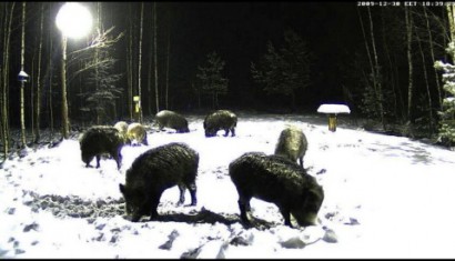 Ya tenemos otra vez la webcam en directo desde  Estonia :
 http://www.looduskalender.ee/en/node/6113 81