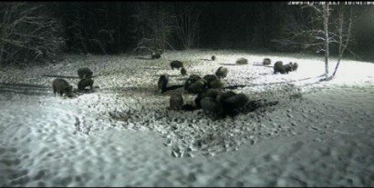 Ya tenemos otra vez la webcam en directo desde  Estonia :
 http://www.looduskalender.ee/en/node/6113 80