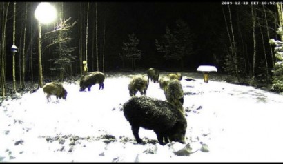 Ya tenemos otra vez la webcam en directo desde  Estonia :
 http://www.looduskalender.ee/en/node/6113 00
