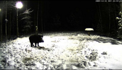 Ya tenemos otra vez la webcam en directo desde  Estonia :
 http://www.looduskalender.ee/en/node/6113 111