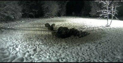 Ya tenemos otra vez la webcam en directo desde  Estonia :
 http://www.looduskalender.ee/en/node/6113 110