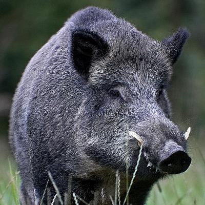 Quizá este asunto haya que moverlo al de "pichorradicas de los foreros".

Pues eso, que el 15 110