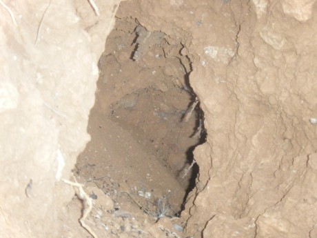 Hola a todos. Abro este hilo con la intencion siguiente:

Pretendo que los cazadores del foro pongmos 71