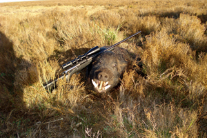 Hola muy buenas, yo cazo muy seguido en pcia de Buenos Aires Argentina estos cimarrones que muchos cazadores 01