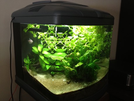 Buenas,

Vendo un acuario de agua dulce, 60 litros, sin un rasguño, como nuevo. Acuario de alta gama, 00