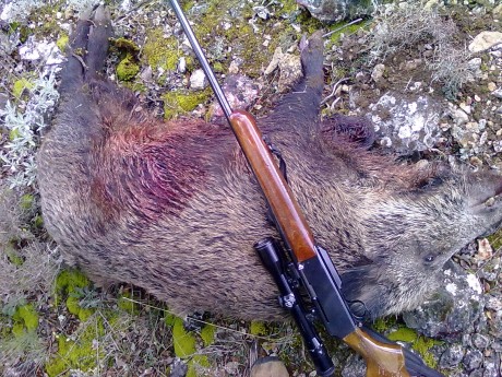 Ya amenacé hace tiempo en el hilo de los Benelli, seguramente es el rifle más extendido en España y cada 70