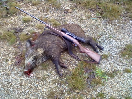 Ya amenacé hace tiempo en el hilo de los Benelli, seguramente es el rifle más extendido en España y cada 120