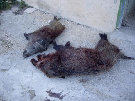  LOS ALMUERZOS DE CAZA MENOR NO CUENTAN Y LOS ABATES SIN FOTO TAMPOCO 
 
Voy a recordar las normas y asi 160
