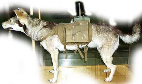 Durante la operación Barbarroja ( año 1941 ) en la Segunda Guerra Mundial, el ejército Soviético se encontraba 10