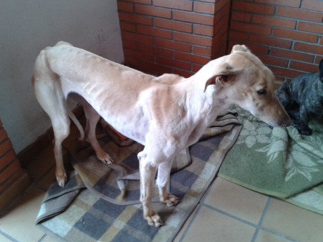 Era sólo una perra

 XLSemanal - 04/2/2013


Era sólo una perra. Una galga flaca y asustada, como las 121