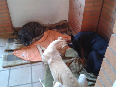 Era sólo una perra

 XLSemanal - 04/2/2013


Era sólo una perra. Una galga flaca y asustada, como las 120