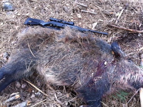 Estos son dos "osos" que cace el sabado en extremadura . Comentar que ya habia probado las tsx 02