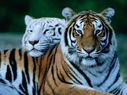  Buenas tardes

Alguno que tengais una Tigre con el anagrama del "TIGRE" bien visible serías 20