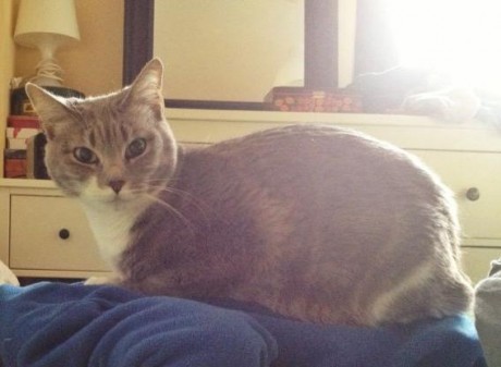 Un familiar que reside en Valencia se ha ido hasta final de año al extranjero y ha dejado a su gata a 111